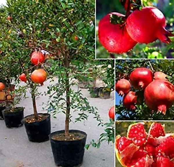 Pomegranate_Plant_(Hybrid,_Pack_of_1)