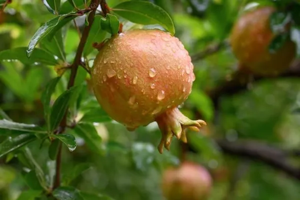 Pomegranate_Plant_(Hybrid,_Pack_of_1)