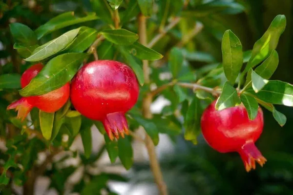 Pomegranate_Plant_(Hybrid,_Pack_of_1)