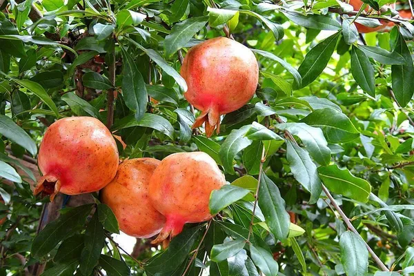 Pomegranate_Plant_(Hybrid,_Pack_of_1)