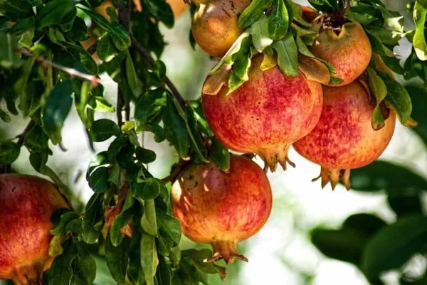 Pomegranate_Plant_(Hybrid,_Pack_of_1)