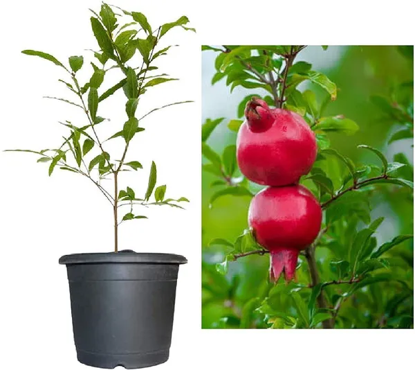 Pomegranate_Plant_(Hybrid,_Pack_of_1)