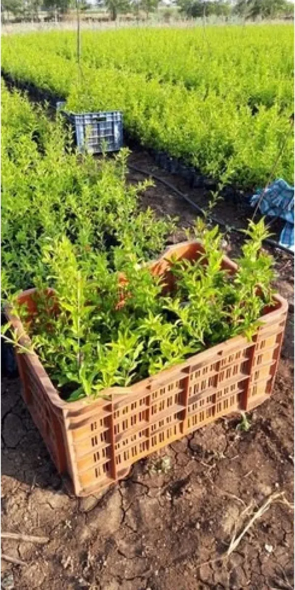 Pomegranate_Plant_(Hybrid,_Pack_of_1)