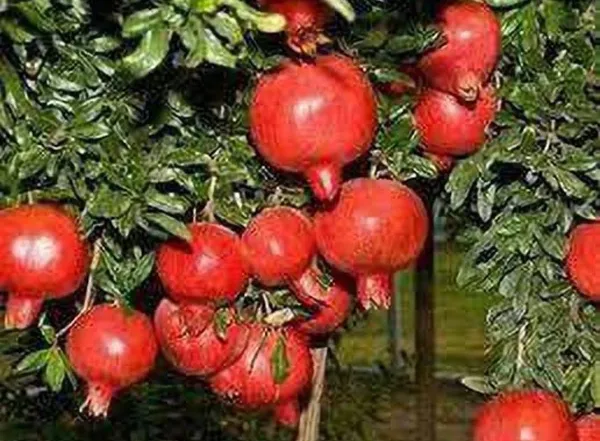 Pomegranate_Plant_(Hybrid,_Pack_of_1)