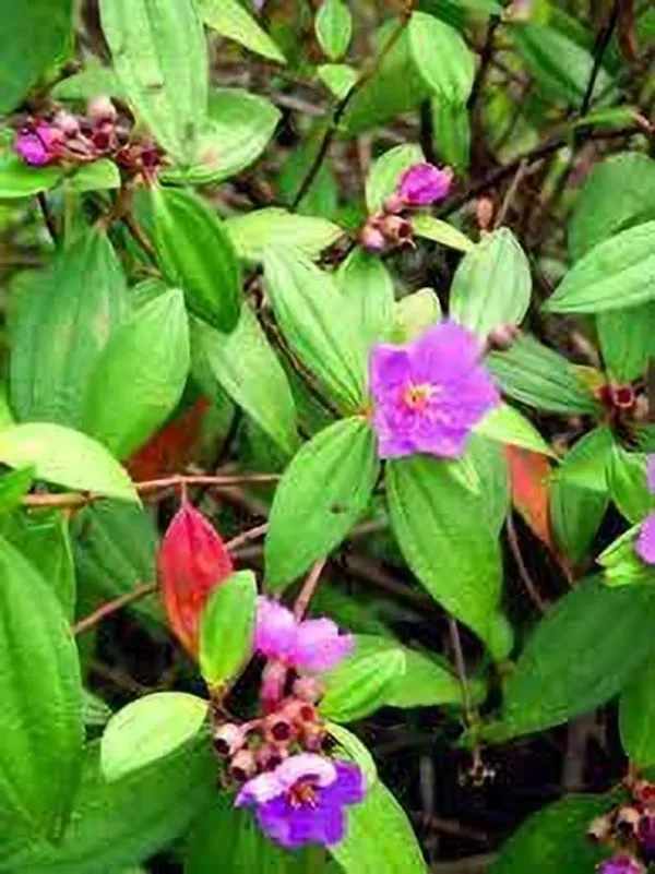 Melastoma_Malabathricum_Plant_(Hybrid,_Pack_of_1)