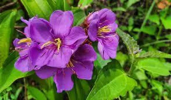 Melastoma_Malabathricum_Plant_(Hybrid,_Pack_of_1)