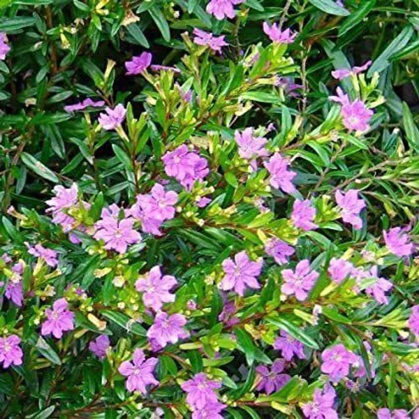 Mogra_Flowering_Plant_(Hybrid,_Pack_of_1)