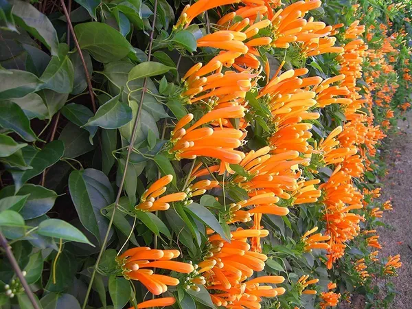 Begonia_Vanusta_Plant_(Hybrid,_Pack_of_1)