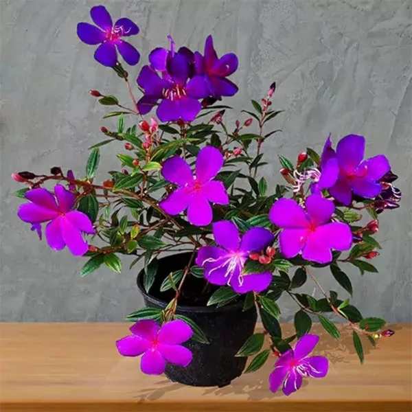 Melastoma_Malabathricum_Plant_(Hybrid,_Pack_of_1)