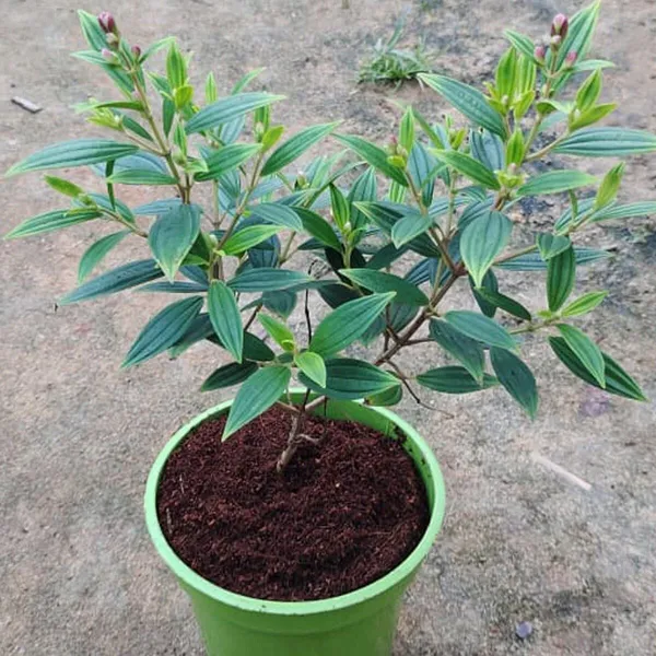 Melastoma_Malabathricum_Plant_(Hybrid,_Pack_of_1)