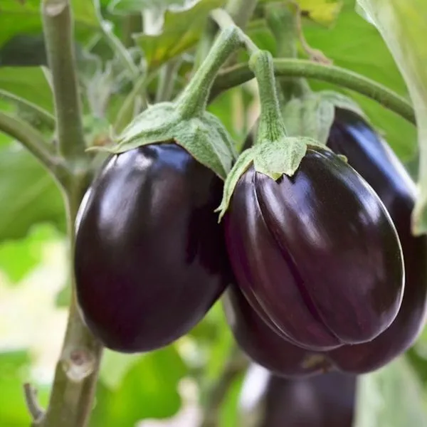 Brinjal_(Hybrid,_Pack_of_1)