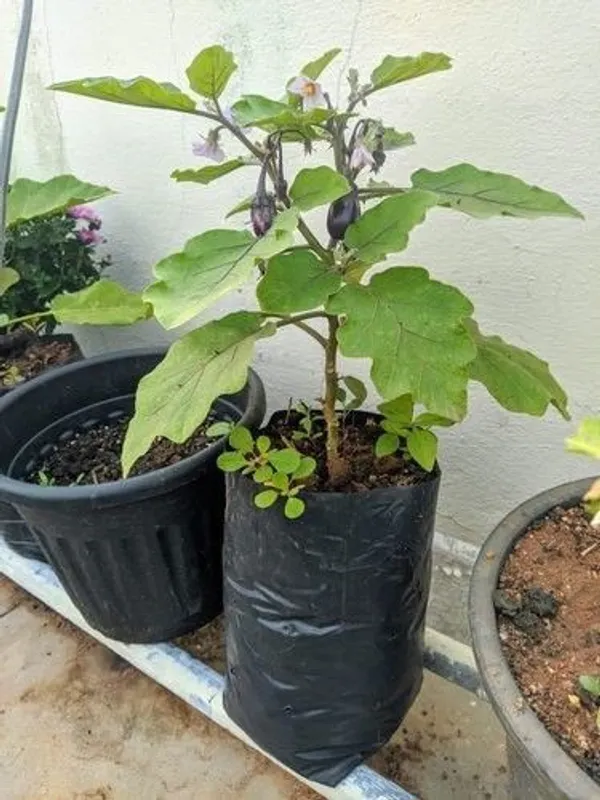 Brinjal_(Hybrid,_Pack_of_1)