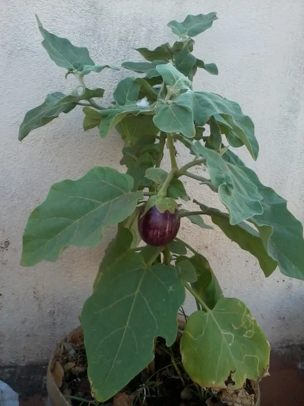 Brinjal_(Hybrid,_Pack_of_1)