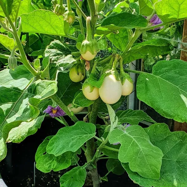 Brinjal_(Hybrid,_Pack_of_1)