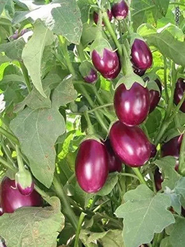 Brinjal_(Hybrid,_Pack_of_1)