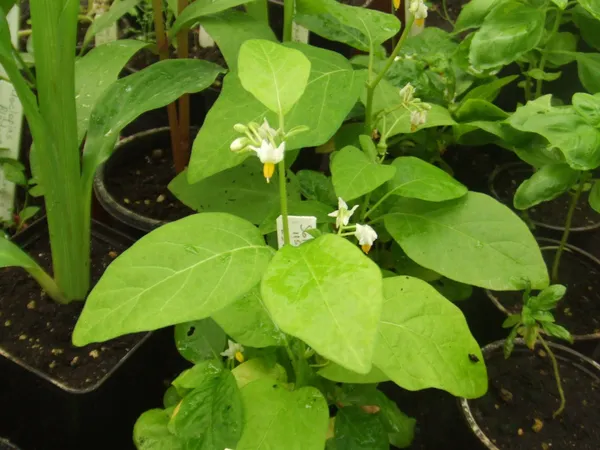 Brinjal_(Hybrid,_Pack_of_1)