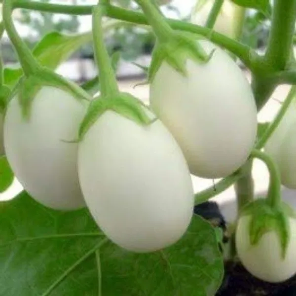 Brinjal_(Hybrid,_Pack_of_1)