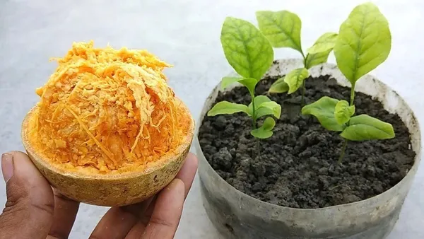 Bel_Plant_(Hybrid,_Pack_of_1)
