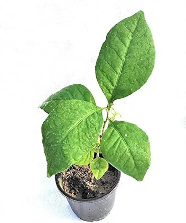 Bel_Plant_(Hybrid,_Pack_of_1)