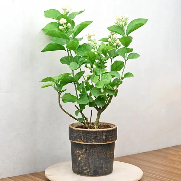 Jasmine_Plant_(Hybrid,_Pack_of_1)