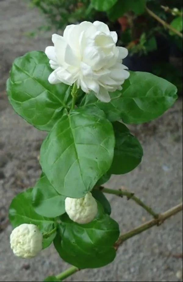 Jasmine_Plant_(Hybrid,_Pack_of_1)