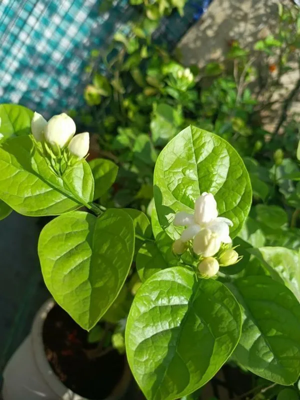 Jasmine_Plant_(Hybrid,_Pack_of_1)