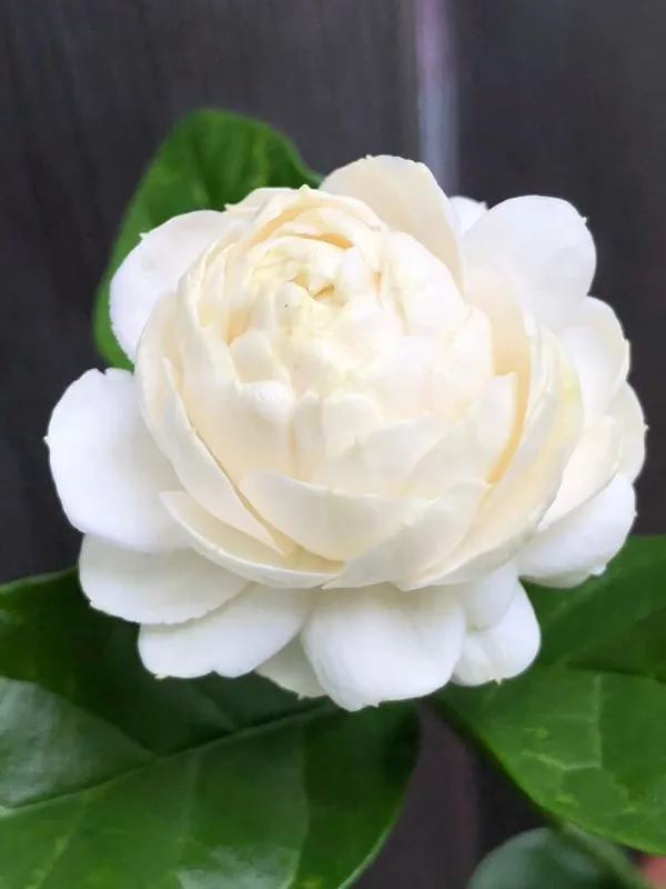 Jasmine_Plant_(Hybrid,_Pack_of_1)
