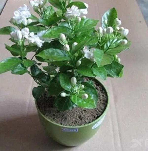 Jasmine_Plant_(Hybrid,_Pack_of_1)