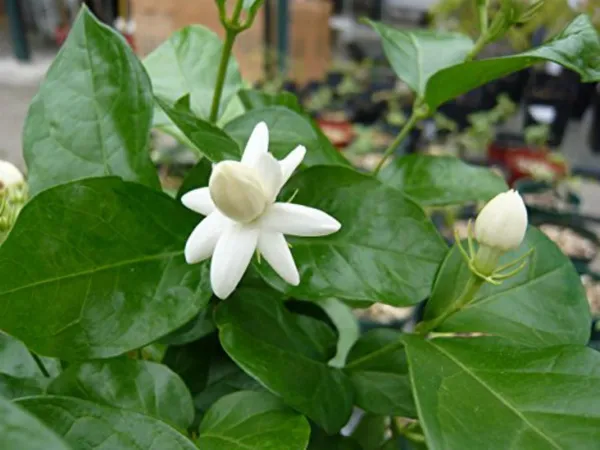 Jasmine_Plant_(Hybrid,_Pack_of_1)