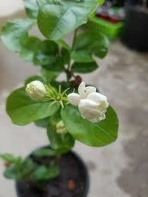 Bel_Plant_(Hybrid,_Pack_of_1)