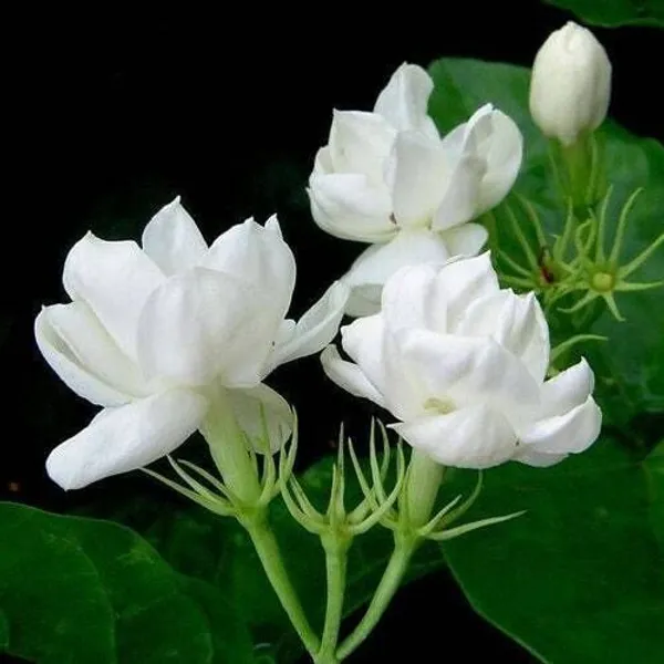 Jasmine_Plant_(Hybrid,_Pack_of_1)