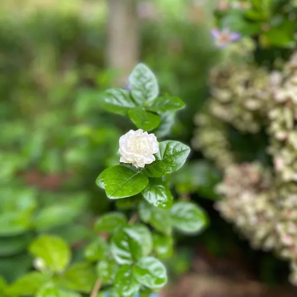 Jasmine_Plant_(Hybrid,_Pack_of_1)