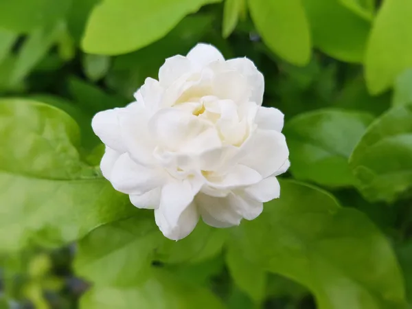 Jasmine_Plant_(Hybrid,_Pack_of_1)
