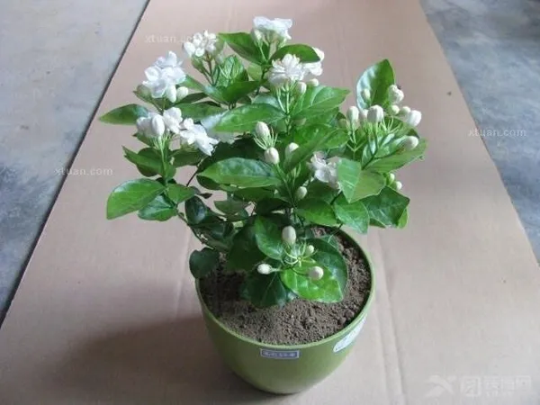 Jasmine_Plant_(Hybrid,_Pack_of_1)