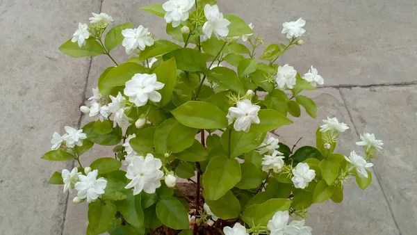 Jasmine_Plant_(Hybrid,_Pack_of_1)