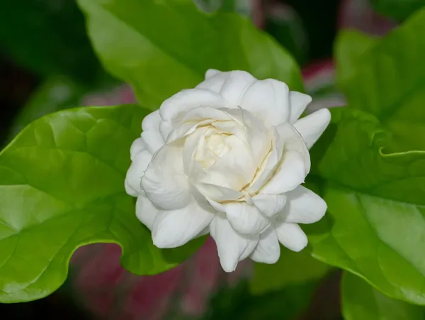 Jasmine_Plant_(Hybrid,_Pack_of_1)