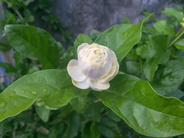 Jasmine_Plant_(Hybrid,_Pack_of_1)
