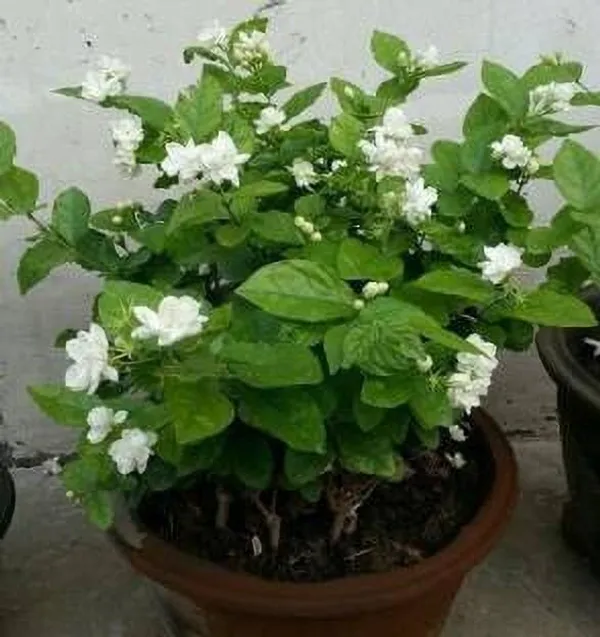 Jasmine_Plant_(Hybrid,_Pack_of_1)