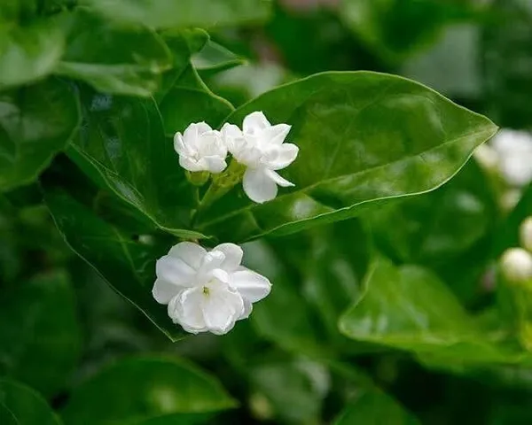 Jasmine_Plant_(Hybrid,_Pack_of_1)
