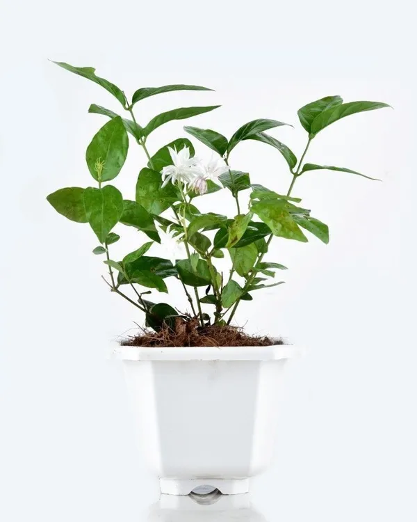 Jasmine_Plant_(Hybrid,_Pack_of_1)