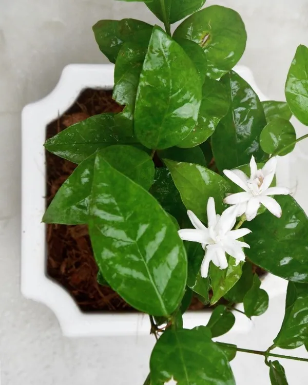 Jasmine_Plant_(Hybrid,_Pack_of_1)