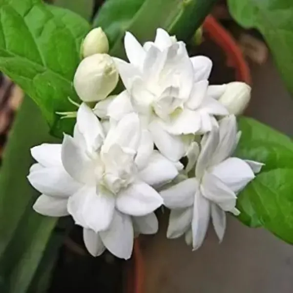 Jasmine_Plant_(Hybrid,_Pack_of_1)