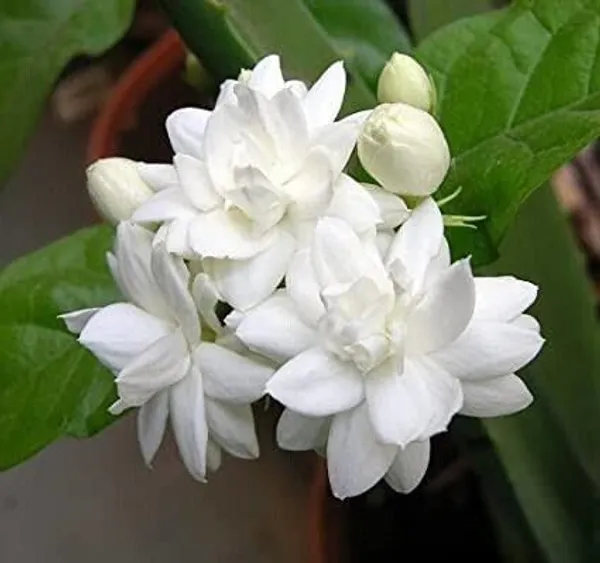 Jasmine_Plant_(Hybrid,_Pack_of_1)