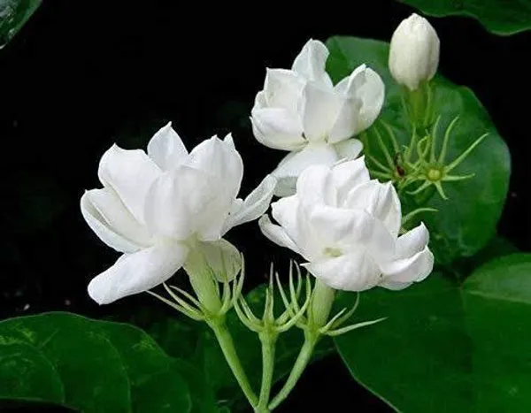 Jasmine_Plant_(Hybrid,_Pack_of_1)