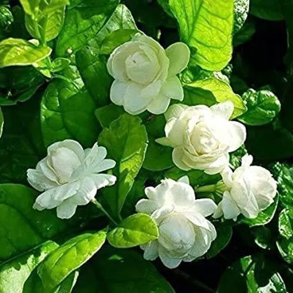 Jasmine_Plant_(Hybrid,_Pack_of_1)