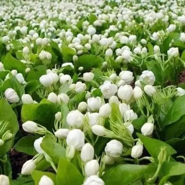 Jasmine_Plant_(Hybrid,_Pack_of_1)