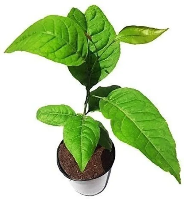 Bel_Plant_(Hybrid,_Pack_of_1)
