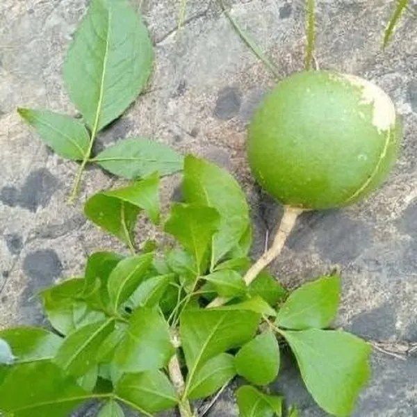 Bel_Plant_(Hybrid,_Pack_of_1)