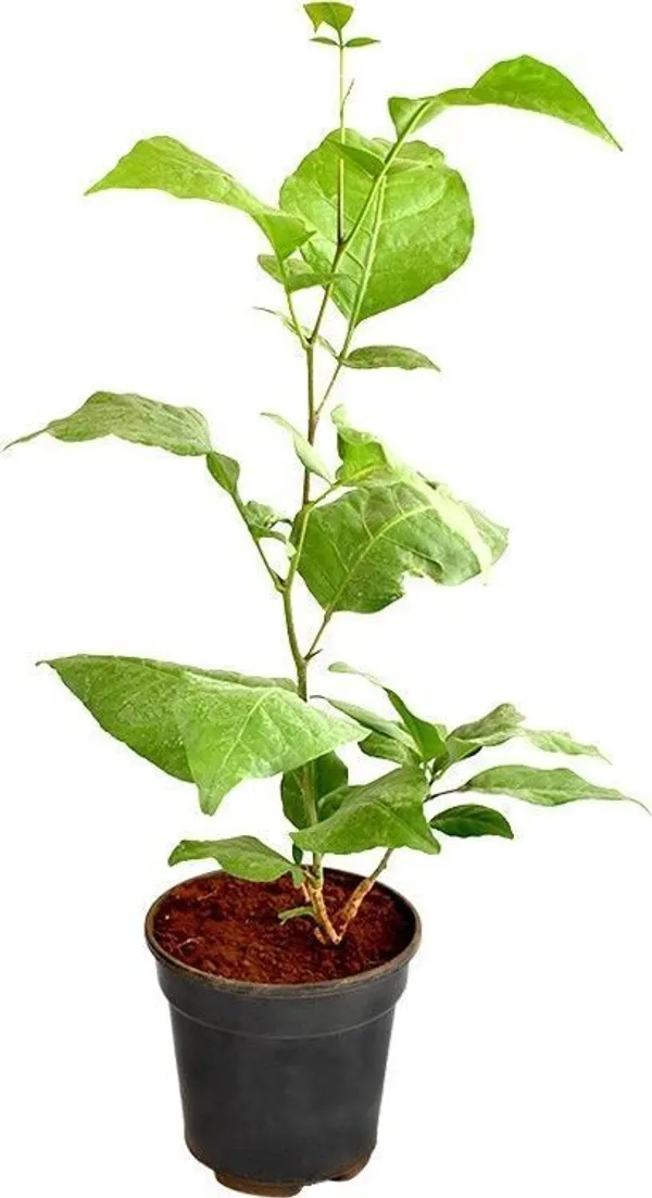 Bel_Plant_(Hybrid,_Pack_of_1)