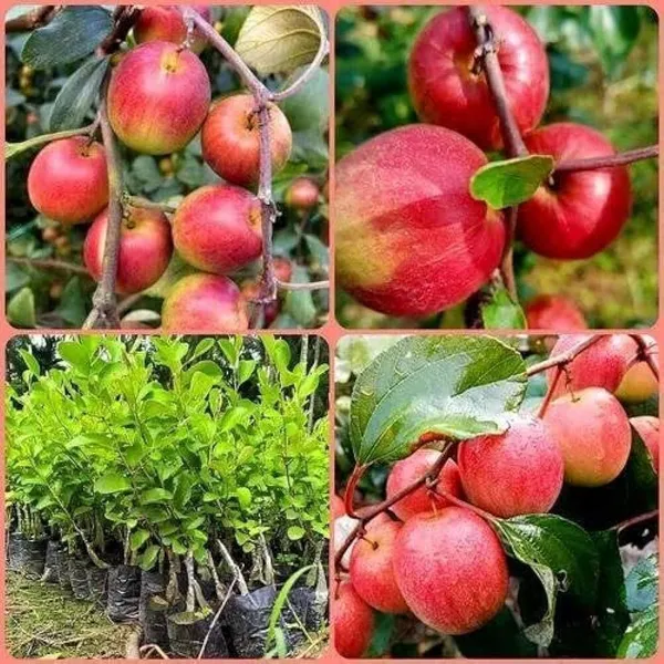 Ber_Apple_Plant_(Hybrid,_Pack_of_1)
